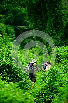 Jungle hike