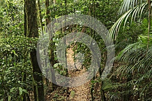 Jungle hiking in Brazil photo