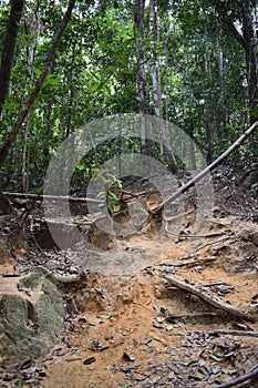 Jungle hiking trail with many brown tree roots to dragon crest in Khao Ngon Nak in Krabi, Thailand, Asia