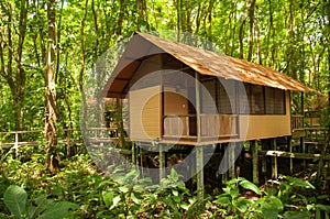 Jungle hut