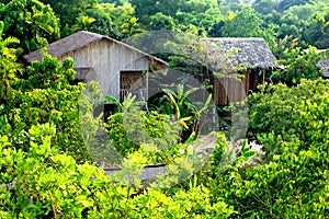 Jungle huts