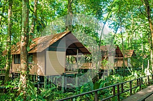 Jungle huts