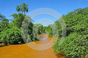 Jungle by Iguazu river. Argentina