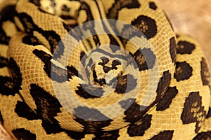 Jungle Jag Carpet Python photo