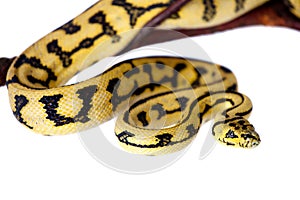 Jungle Jaguar Carpet Python on white