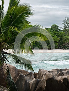 Jungle just behind the beach on the Seychelles.