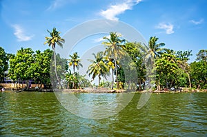 Jungle of Kerala backwaters - a chain of brackish lagoons