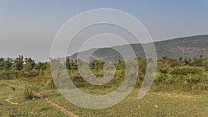 Jungle landscape by day. A path trodden in the grass