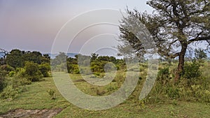 Jungle landscape. Green grass in a clearing.