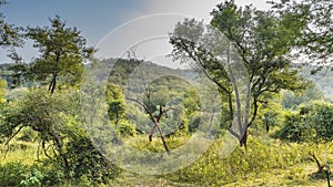 Jungle landscape. Lush green grass in the meadow.