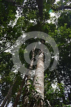 Jungle landscape with many trees in Krabi at the jungle hiking trail to dragon crest in Khao Ngon Nak in Thailand on a sunny summe