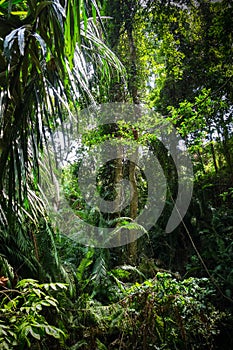 Jungle landscape in the Monkey Forest, Ubud, Bali, Indonesia