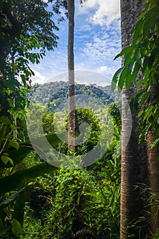 Jungle landscape, Taman Negara national park, Malaysia