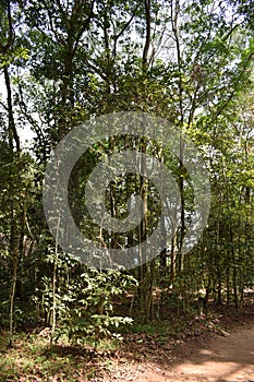 Jungle landscape at Vietcong tunnel systems in Cu Chi in Vietnam, Asia