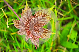 A jungle leaf look like Maple leaf in mountainous region in Sajek, Bangladesh