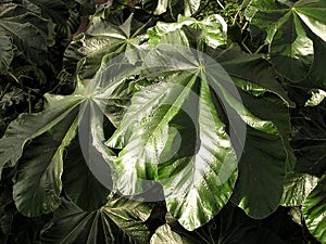 Jungle Leaf Texture 2