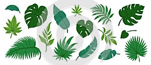 Jungle leaves. Cartoon different tropical plants. Palm, banana, monstera. Botanical green foliage elements. Summer