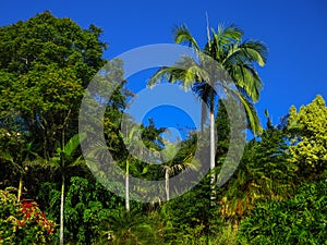 Jungle like landscape - Beautiful rainforest near Brisbane Queensland Australia with intensely blue sky and large trees