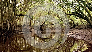 Jungle Mangrove River POV View Through