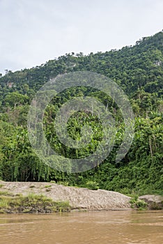 The jungle at the Mekong Laos