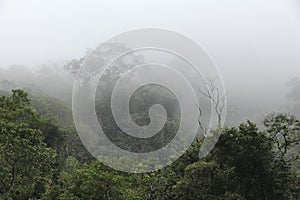 Jungle mist photo