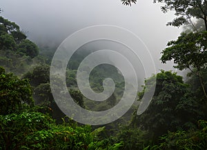 Jungle morning fog