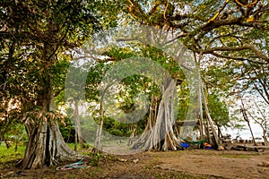 Jungle on Mot island Phu Quoc