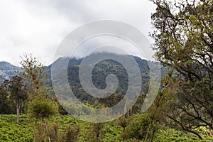 The jungle on Mount Aberdar in the fog. Kenya, Africa