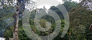 Jungle mount pangrango