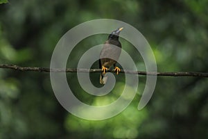 Jungle myna