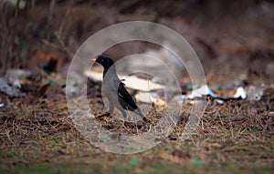 Jungle Myna