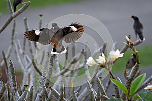 Jungle myna or Acridotheres fuscus in bare frangipani tree