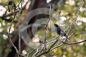 Jungle Myna - Acridotheres fuscus, beautiful shy perching bird from South Asian forests