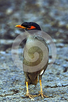 Jungle myna, Acridotheres fuscus. Velavadar National Park, Gujarat, India