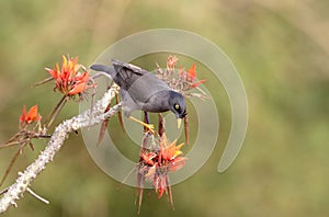 jungle myna bird.