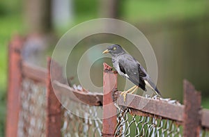 jungle myna bird