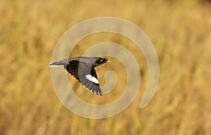 Jungle Myna is in flight