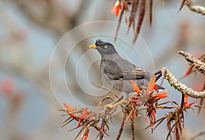 jungle myna on flower