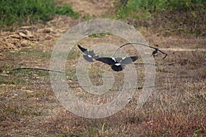 Jungle myna flying