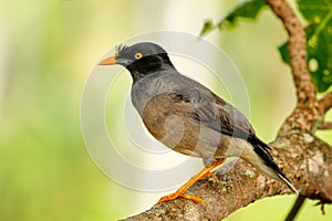 Jungle myna sitting on a tree on Taveuni Island, Fiji