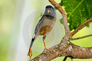 Jungle myna sitting on a tree on Taveuni Island, Fiji