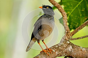 Jungle myna sitting on a tree on Taveuni Island, Fiji