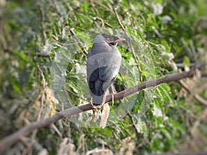 Jungle myna on a tree branch