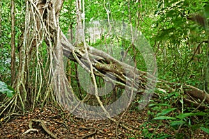 Jungle in Nam Cat Tien National Park