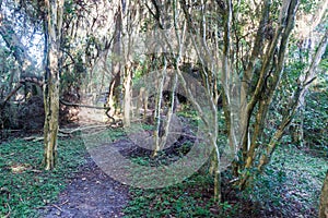 Jungle in Nature Reserve Esteros del Ibera