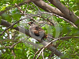 Jungle Nightjar perches on the branches