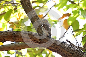 Jungle owlet