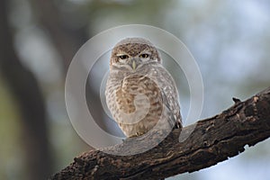 Jungle owlet