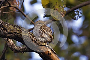 Jungle owlet, Glaucidium radiatum, Kanha Tiger Reserve, Madhya Pradesh, India