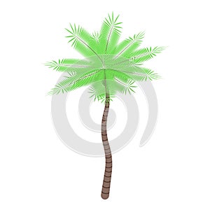 Jungle palm tree icon, isometric style